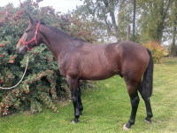 Vente de cheval : Gali de quelaines